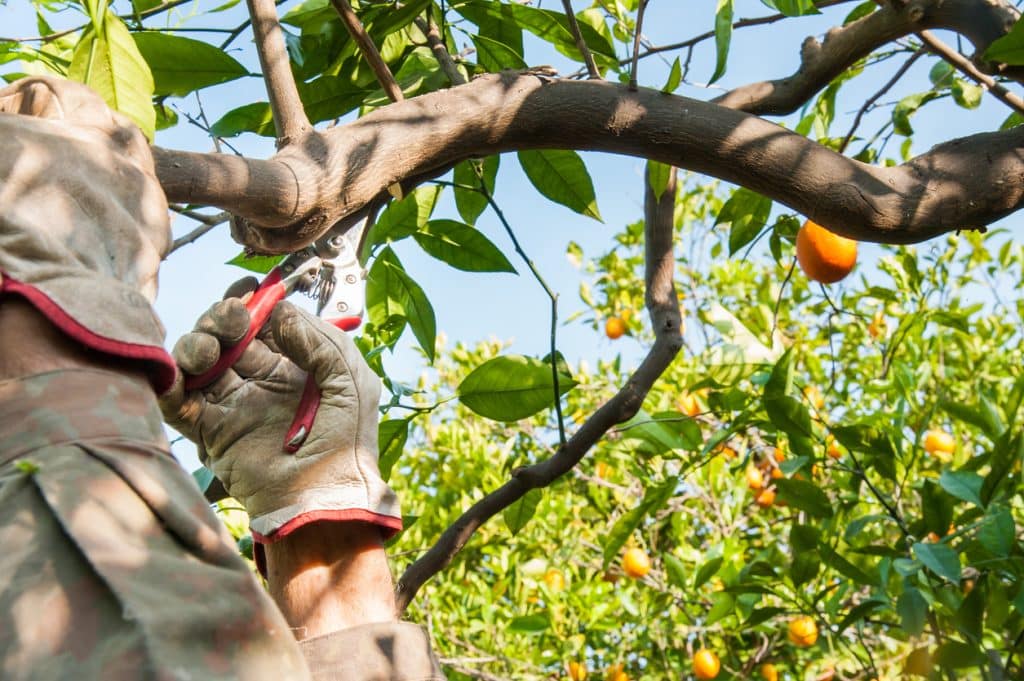 A farmer pruning orange trees with shears after harvest time