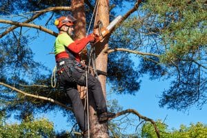 When Should You Have a Tree Professionally Pruned